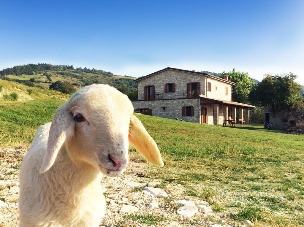 Fattoria Bio L'A Ceccoli Villa Sasso Feltrio ภายนอก รูปภาพ