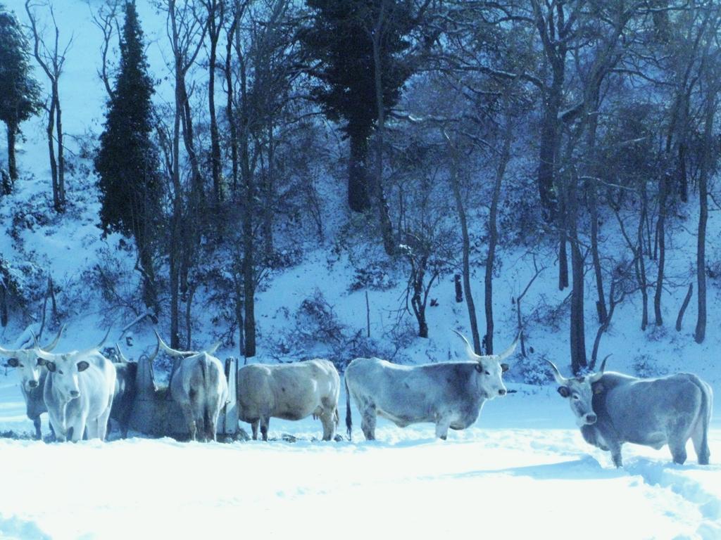 Fattoria Bio L'A Ceccoli Villa Sasso Feltrio ภายนอก รูปภาพ