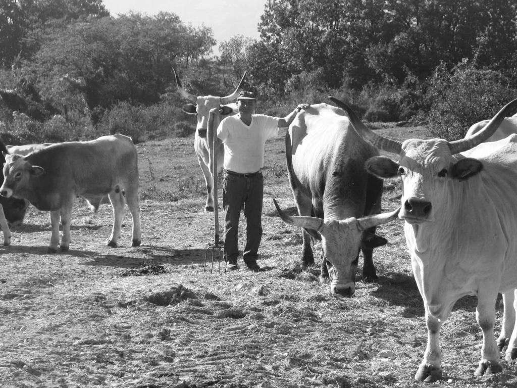 Fattoria Bio L'A Ceccoli Villa Sasso Feltrio ภายนอก รูปภาพ