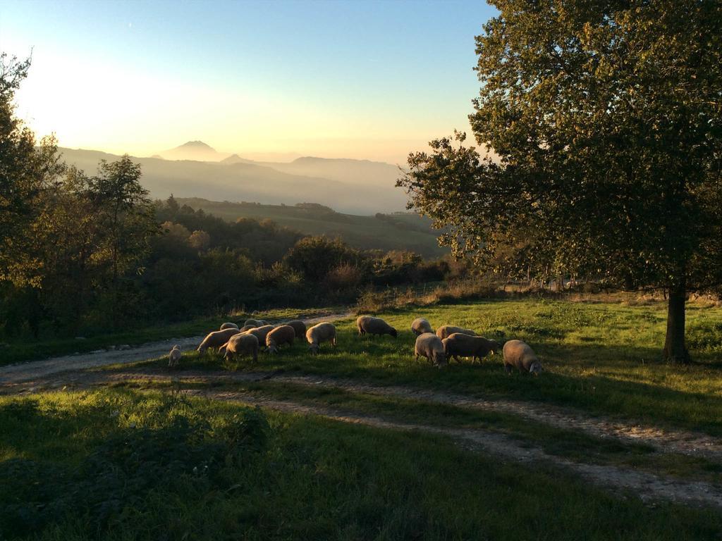 Fattoria Bio L'A Ceccoli Villa Sasso Feltrio ภายนอก รูปภาพ